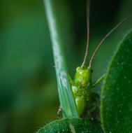 Macro Insect The Larva Of