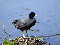 Koot Common Bird