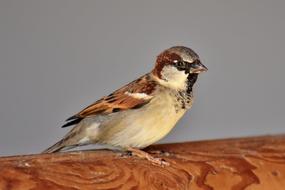 Sparrow Sperling Bird