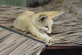 Desert Fox Zoo Animal