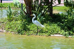 Heron Ardea Alba Egret Not