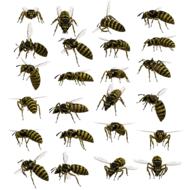 wasp yellowjacket hornet insect