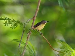 Golden avian Bird in Wild Nature