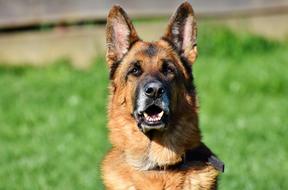 Schäfer Dog German Shepherd Old
