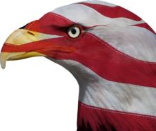 Usa United States Freedom Bald