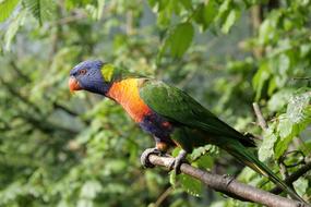 colored tropical parrot