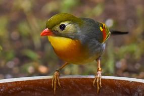 The Chinese Nightingale Zoo Beak