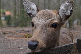 face of a cute reindeer
