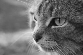 Cat Bw Animals