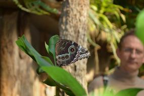 Butterfly Botany Animal