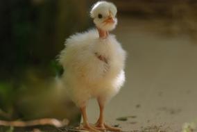 Chick Gallinacé Animal
