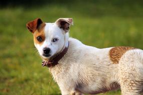 Dog Field Playing Small