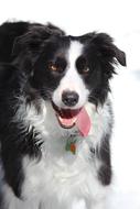 Border Collie Dog