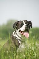 happy dog on a walk