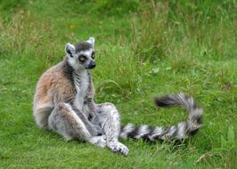 Lemur Catta Primate