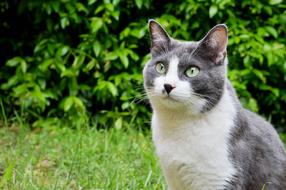 Cute Animals Pet