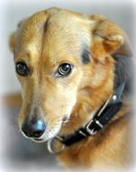 innocent domestic dog