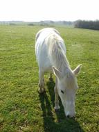 Horse White Animal