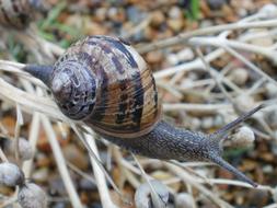 picture of a baby snail