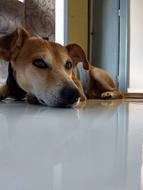 Dog Beautiful Love