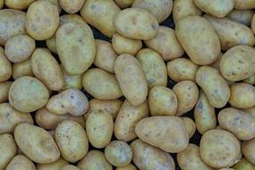 ripe harvest of pure potatoes
