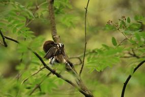 Songbird Bird Clean