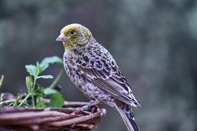 Bird Canary Eat