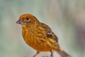 Bird Canary Eat