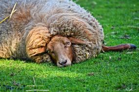 Sheep Ewe Animal
