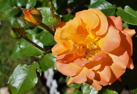 orange rosebud in the garden