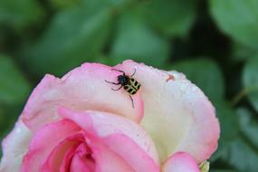 Pink Insect Rosebush