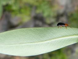 Weevil Beetle Leaf