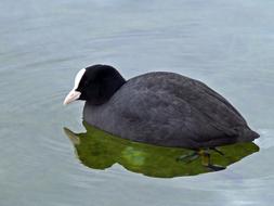 Coot Waterfowl Birds