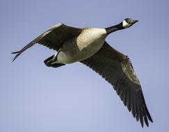 Wild Canadian Goose In flight