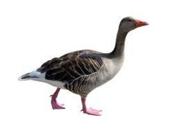 Animal Goose Poultry