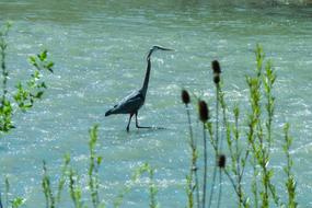 Heron River Bird