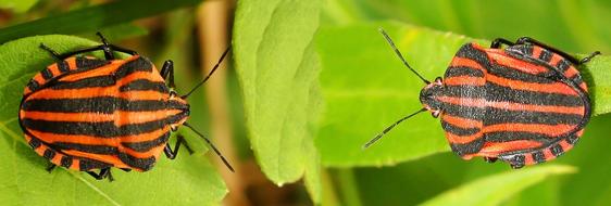 Bugs Insect Nature Close