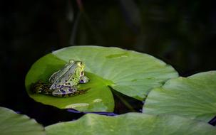 Frog Green