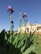 magnificent flowers at the building