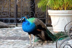 Peacock Tail Bird Not