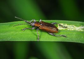 Macro Beetle Coleoptera