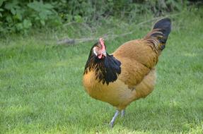 hen walking in the meadow