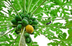 Tasty tropical papaya on a tree