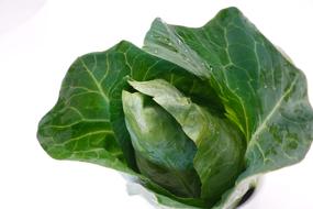 green ripe delicious cabbage