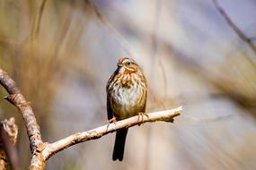 Tits Bird