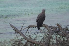 big bird in the branches