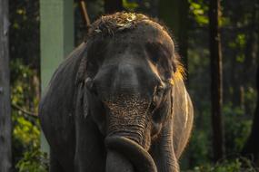 big elephant at the zoo