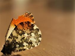 Butterfly Wing Texture