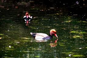 Bird Ducks Piston Duck