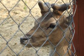 Sarna Zoo The Deer